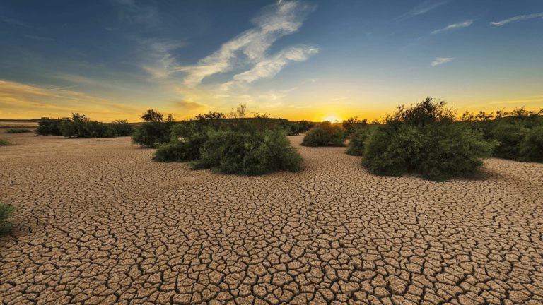 خبراء يدعون إلى حماية المراعي واستعادتها لتعزيز الأمن الغذائي