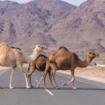 "سلطة العقبة" تمهل أصحاب "الإبل السائبة" لجمعها بحظائر