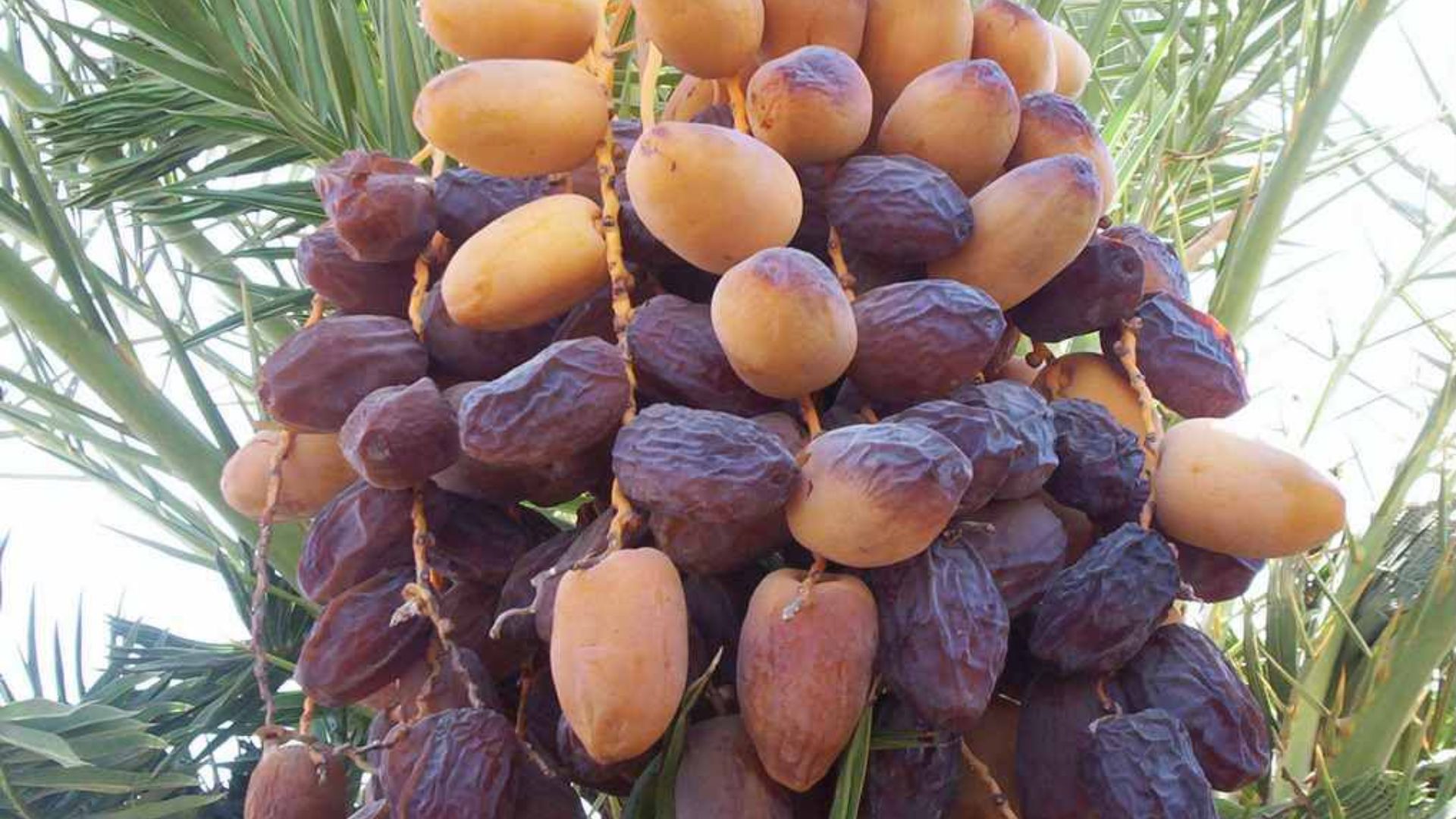 هندسة الأيام الأخيرة قبل قِطاف "الذهب الأسمر" في وادي الأردن