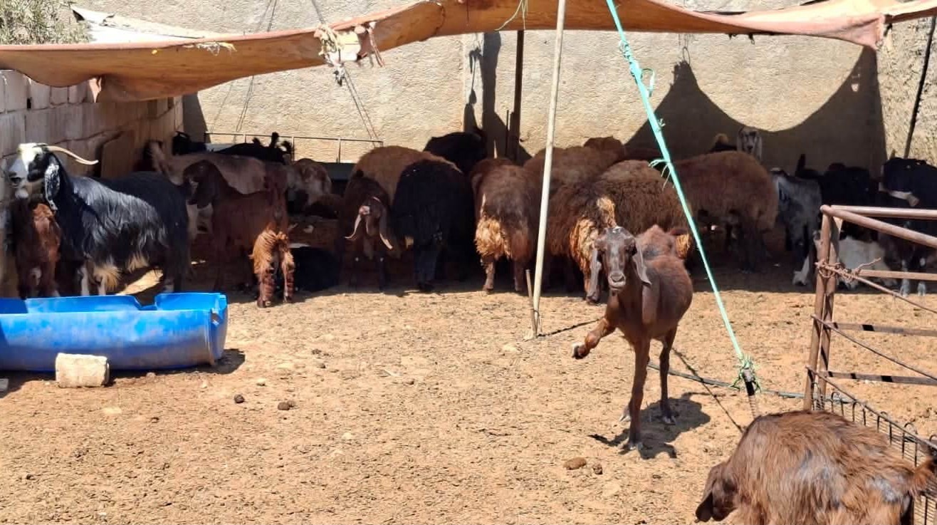 "صندوق الزكاة" يمكّن أم باسل من بناء مشروع إنتاجي مستدام في المفرق