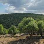 عجلون: مختصون يؤكدون أهمية الوعي المجتمعي بترسيخ السلوك البيئي الإيجابي