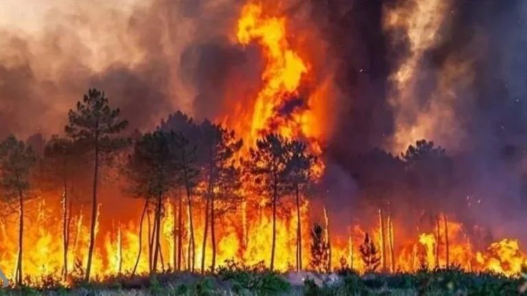 ألمانيا تعلن خروج حرائق الغابات في جنوب البلاد عن السيطرة