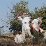 المستوطنون ينفذون 34 أعتداءً ضد المزارعين الفلسطينيين بالضفة الغربية